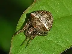 Description de l'image Araneidae - Gibbaranea bituberculata-1.JPG.