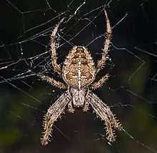 Photographie en couleur d'une araignée sur sa toile.