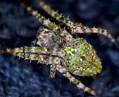 Description de l'image Araneus eburnus 1.jpg.