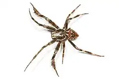 Description de l'image Araneus heroine.jpg.