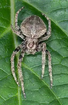 Description de l'image Araneus ventricosus L. Koch 090701.jpg.