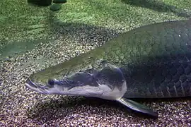 Arapaima gigas