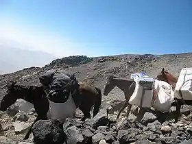 Groupe d'Anatoliens bâtés sur le mont Ararat.