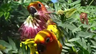 Aratinga solstitialis (Conure soleil) Parc Zoologique de Paris