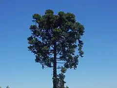 Araucaria angustifolia dans la province de Misiones en 2005.