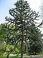 Araucaria du Chili (Araucaria araucana).