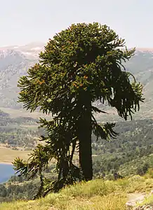 Araucaria araucana (Araucariaceae)