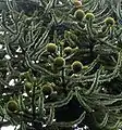 Araucaria araucana (Araucariaceae)