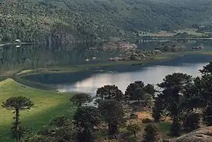 Araucaria du Chili (Araucaria araucana) dans la province de Neuquén