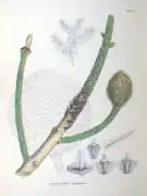 Araucaria cunninghamii, planche botanique