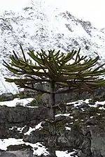 Araucaria au Parc national Laguna del Laja, 2019