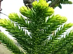 Description de l'image Araucaria laubenfelsii.JPG.