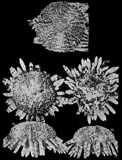 Arbaciella elegans