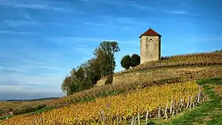 La tour Canoz au milieu des vignes.