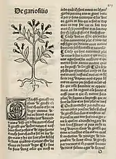 Page de livre montrant deux colonnes de texte imprimé en caractères gothiques, la première étant surmontée d'une gravure schématique de giroflier, dont les « clous » sont bien reconnaissables.