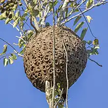 Photo d'un nid de trigones construits dans les branches d'un arbre. Le nid est de forme circulaire et présente des ouvertures rondes tout autour de sa surface.