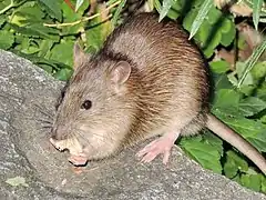 Le Rat brun (Rattus norvegicus), par le transport des denrées alimentaires, notamment lors du stockage des céréales.