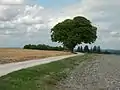 Un arbre isolé près du sommet de la colline.