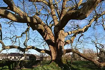 L'arbre de Diane en hiver, tronc et branches.