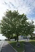 L'arbre de la liberté et la gendarmerie.