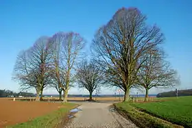 Image illustrative de l’article Arbre de la justice (Court-Saint-Étienne)