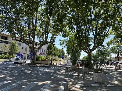 Arbre des Messorgues à Lunef, Hérault.