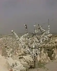 Arbre à prières en Cappadoce (Turquie)