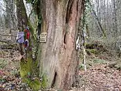 Arbre votif de La Mazaurie, Cussac, Haute-Vienne, France