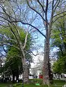 Vue sur deux arbres séculaires dans un parc public.