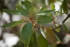 Description de l'image Arbutus arizonica foliage.jpg.