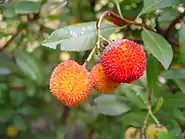 Arbousier (Arbutus unedo), Bassin méditerranéen.