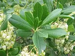 Feuilles et fleurs.