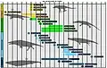 La position de Protocetus à l'échelle du temps géologique.