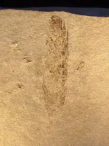 Empreinte d'une plume d'Archaeopteryx sur une plaque rocheuse.