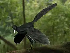 Modèle d'un Archaeopteryx.