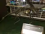 Un Archaeornithomimus de Mongolie Intérieure monté au deuxième étage.