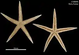 Archaster angulatus.