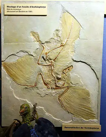 Archeopteryx