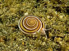 Description de l'image Architectonica sp. (Marine snail).jpg.