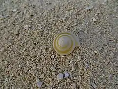 Une coquille de gastéropode non identifié de la famille des Architectonicidae, échoué sur une plage.