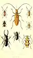Archives entomologiques, 1857