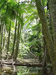 Description de l'image Archontophoenix myolensis at Warril Creek, Myola, Atherton Tableland.jpg.