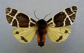 Écaille jaune(Arctia flavia)