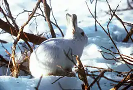 Le pelage blanc du lièvre arctique lui permet de se camoufler dans la neige.