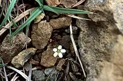 Description de l'image Arctic Sandwort (Arenaria norvegica) - geograph.org.uk - 723135.jpg.