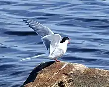 photographie de sterne posée sur un rocher