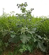 Grande bardane (Arctium lappa)