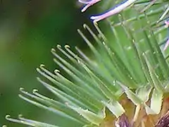 Petits crochets sur un fruit de bardane (Arctium Lappa)