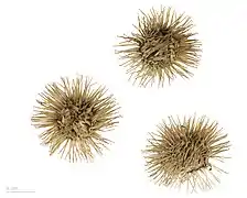 Arctium lappa - Muséum de Toulouse