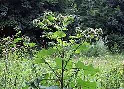 bardane des bois